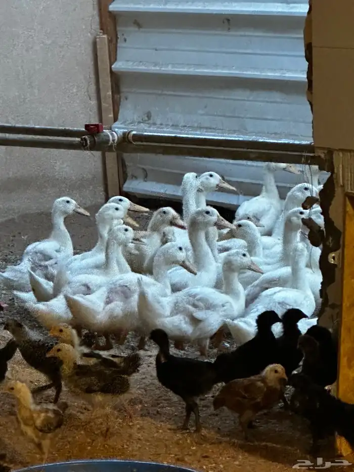 بط بكين صوص دجاج فيومي وبلدي 1