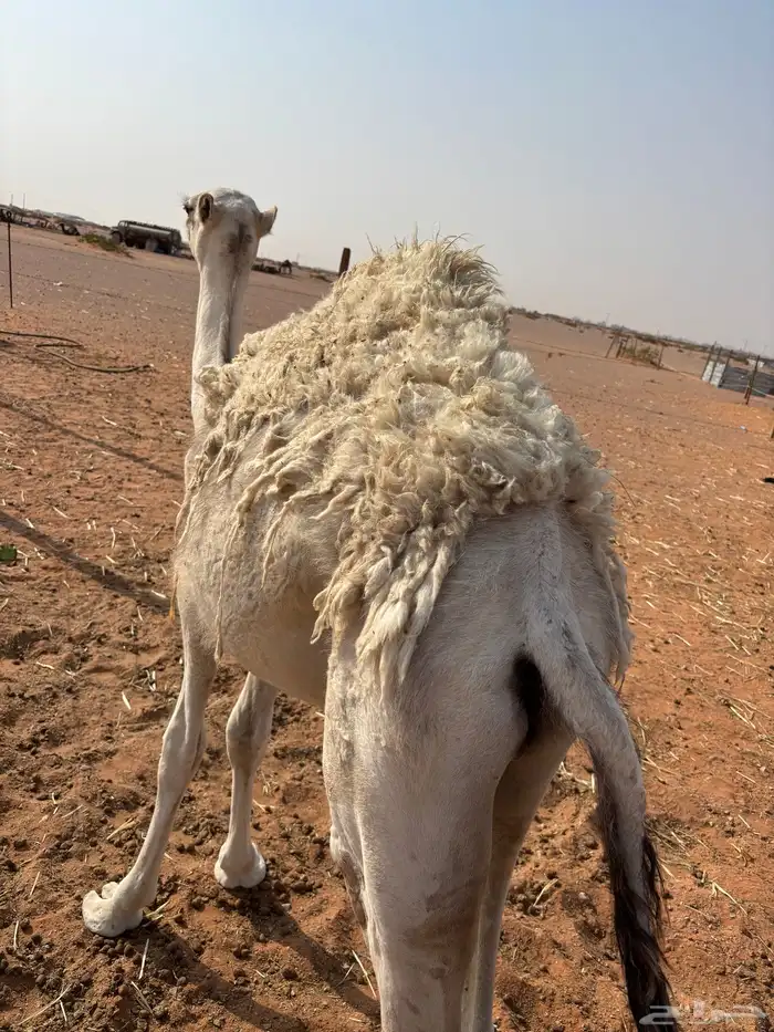 قعود للبيع 1