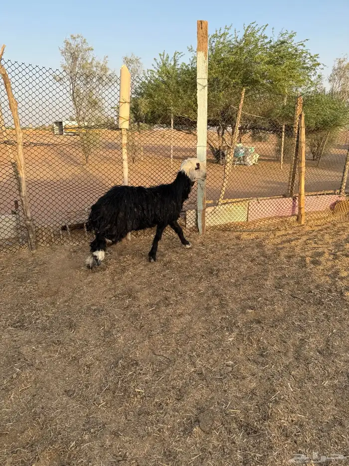 نجديه للبيع 9