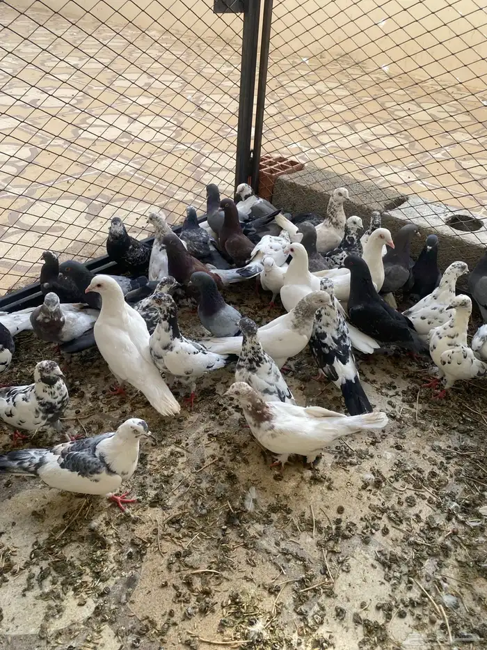 حمام بلدي شرط 4