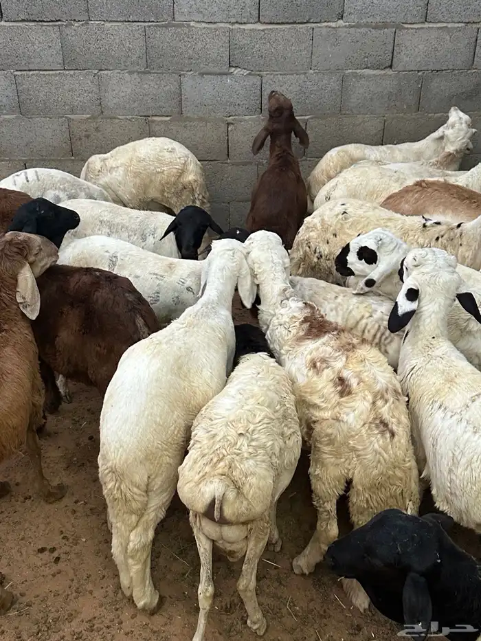 طليان برابر مرابي طب وتخير 26