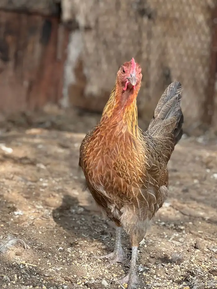 بيض دجاج( عربي أصيل) 0