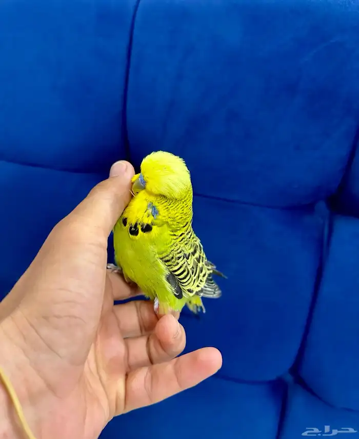 ذكر انقليزي وليف 2