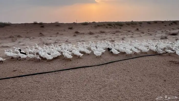 يوجد بط بح ويوجد بط بكيني و دجاج 10