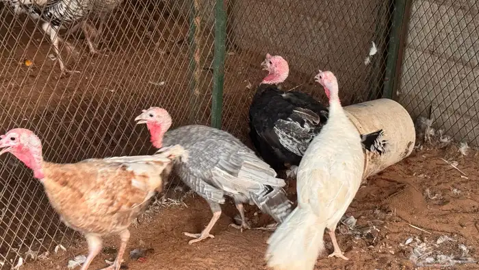 طقم رومي منتج 1