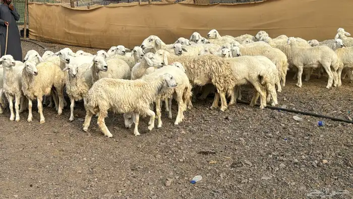 رخال وضان بفحلها 5