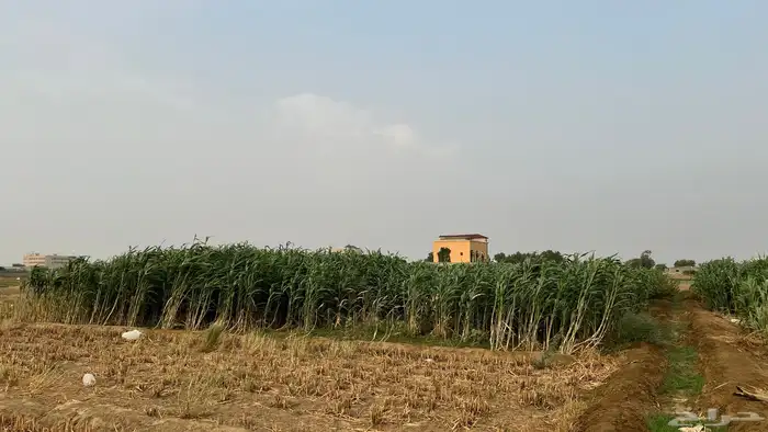 قصب 1