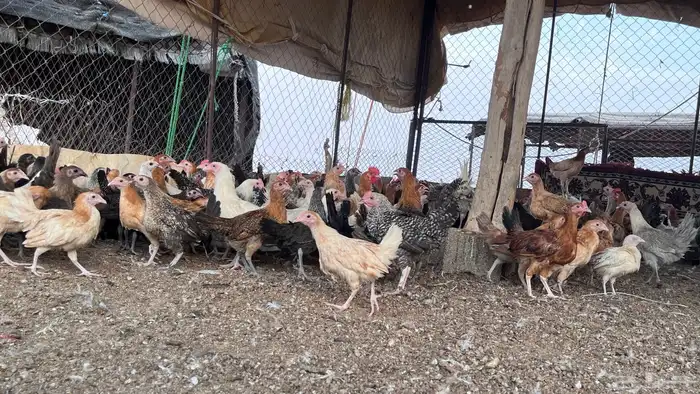 يوجد بط بح ويوجد بط بكيني و دجاج 5