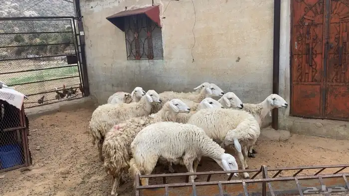 غنم   مقاني للبيع 5
