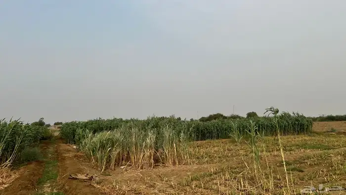 قصب 3