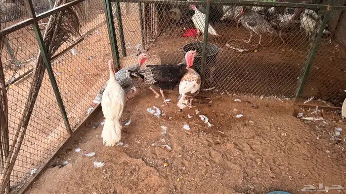 طقم رومي منتج 2