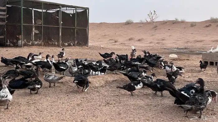 يوجد بط بح ويوجد بط بكيني و دجاج 12