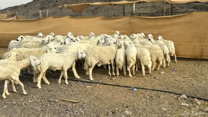 رخال وضان بفحلها 6