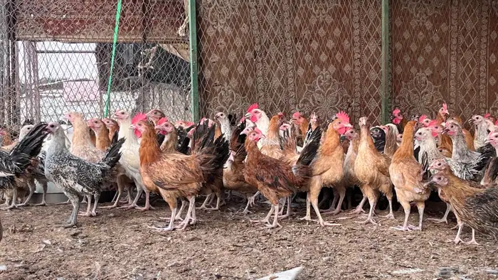 يوجد بط بح ويوجد بط بكيني و دجاج 1