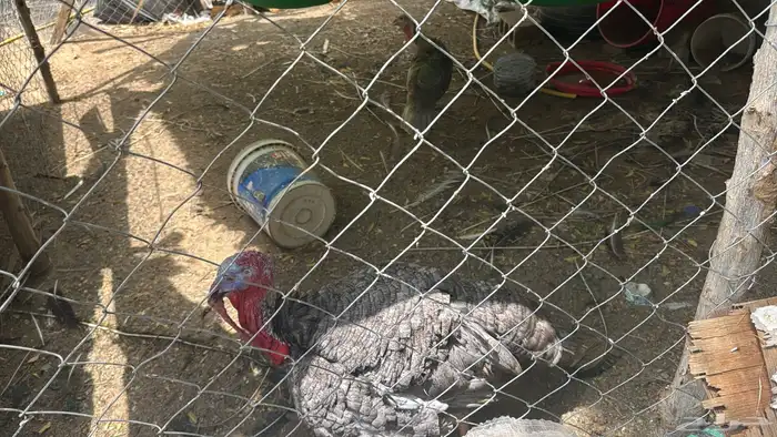 مجموعة دجاج رومي فاخر 4