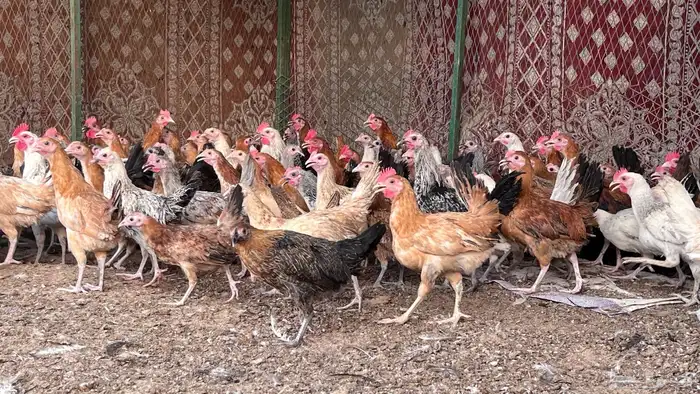 يوجد بط بح ويوجد بط بكيني و دجاج 2