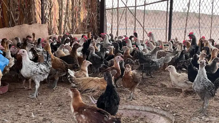 يوجد بط بح ويوجد بط بكيني و دجاج 7