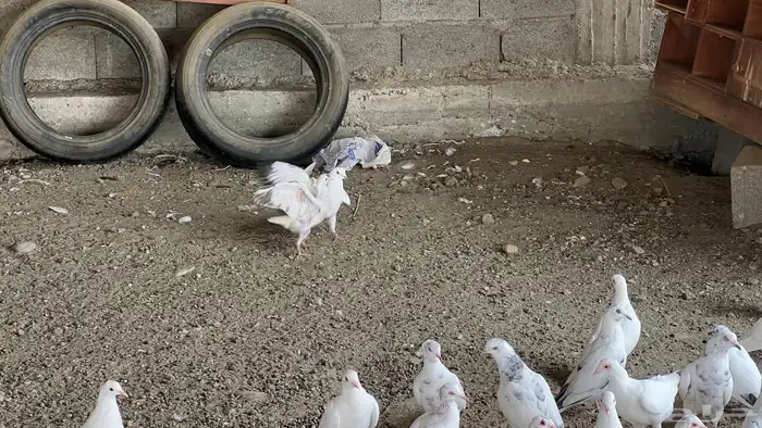 حمام مشكل للبيع 2