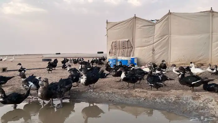 يوجد بط بح ويوجد بط بكيني و دجاج 13