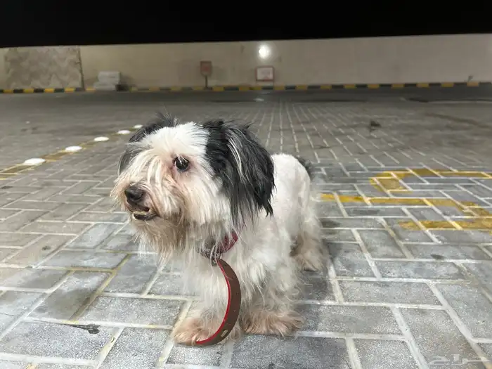 كلب من نوع shih tzu 1