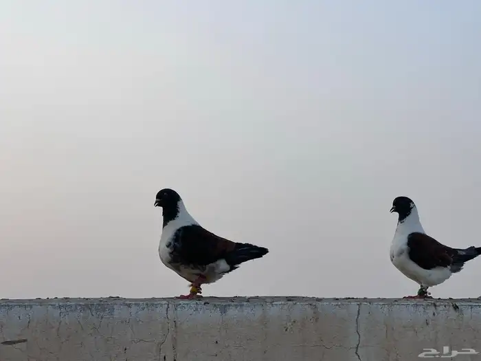 جوز كنق فاخر. منتج 3