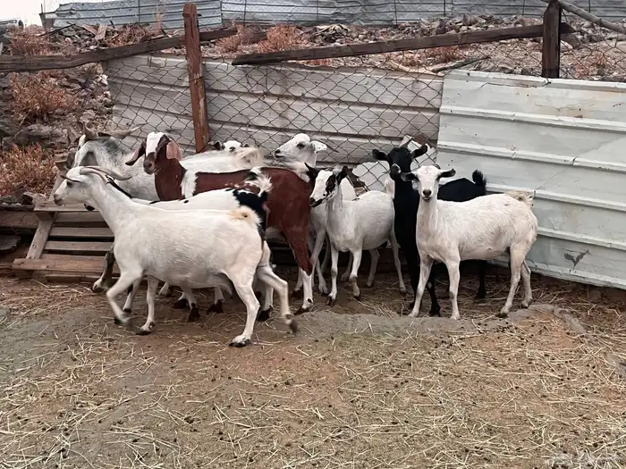 معزا بياشا دفيع 3