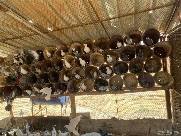 حمام نجدي للبيع العدد 80 جوز تقريبا العمر متفاوت 3