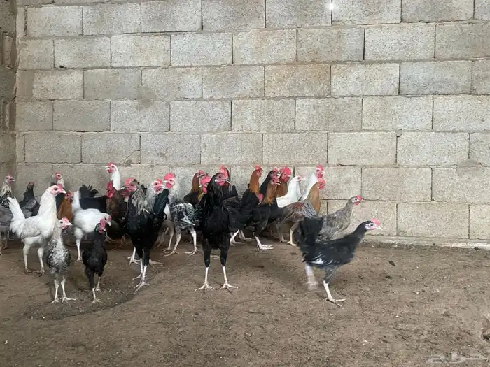 ديكه للبيع 4