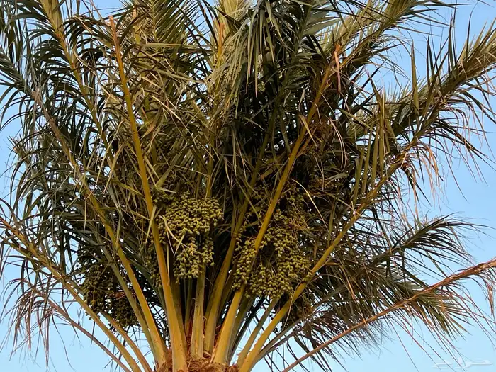 تقاطع طريق الدمام مع طريق رماح للإيجار اليومي 10