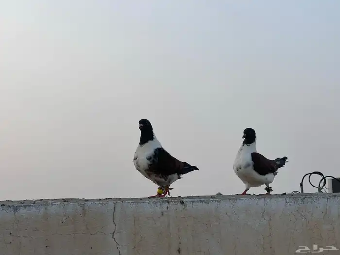 جوز كنق فاخر. منتج 1