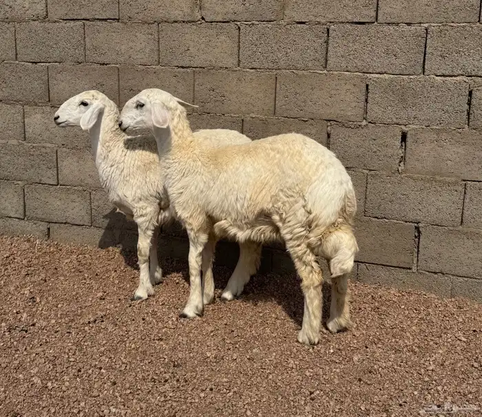 للبيع رخال صنف((تم البيع تم البيع)) 1