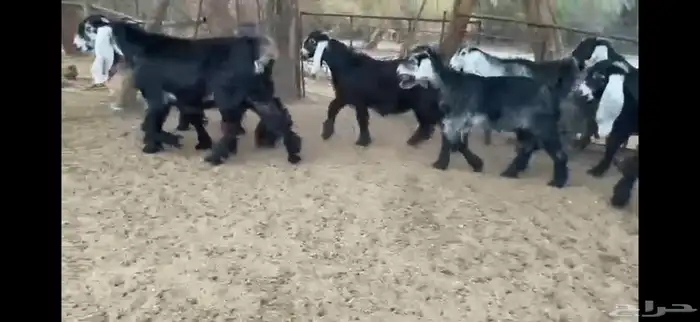 للبيع 8 جفار بفحلها عوارض فاخره 7