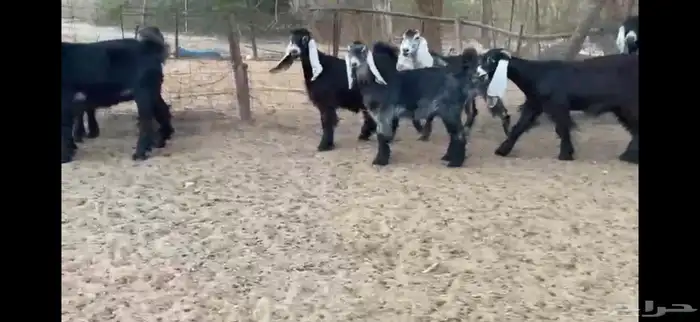 للبيع 8 جفار بفحلها عوارض فاخره 4