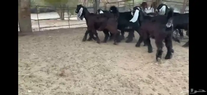 للبيع 8 جفار بفحلها عوارض فاخره 10