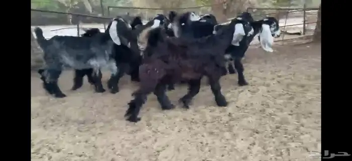 للبيع 8 جفار بفحلها عوارض فاخره 1