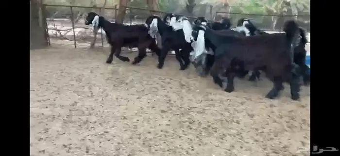 للبيع 8 جفار بفحلها عوارض فاخره 19