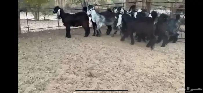 للبيع 8 جفار بفحلها عوارض فاخره 18