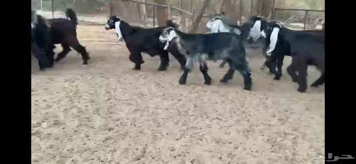 للبيع 8 جفار بفحلها عوارض فاخره 5