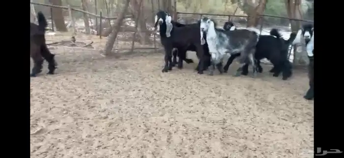 للبيع 8 جفار بفحلها عوارض فاخره 15