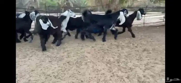 للبيع 8 جفار بفحلها عوارض فاخره 13