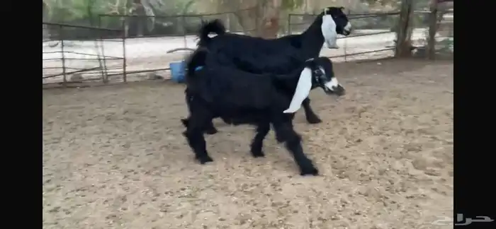 للبيع عنز ثنيه رغوث تحتها جفره 0