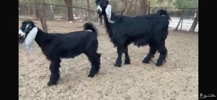 للبيع عنز ثنيه رغوث تحتها جفره 6
