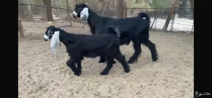 للبيع عنز ثنيه رغوث تحتها جفره 7