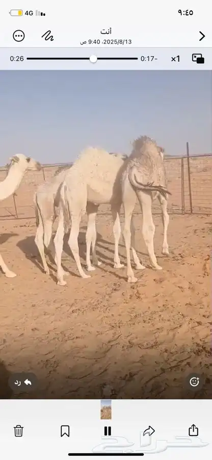 للبيع قعدان حليب ومكعب وبرسيم 0