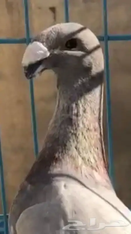 حمام هومر انثى 0