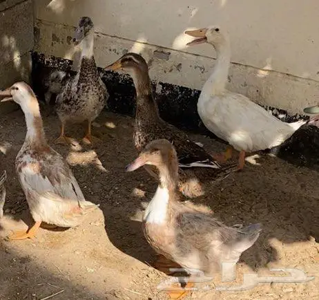 للبيع حمام 1