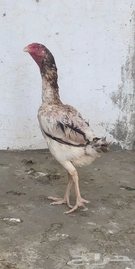 دجاج شامو ياباني 2