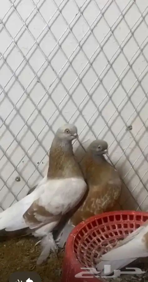 زوج بارليين منتج 2