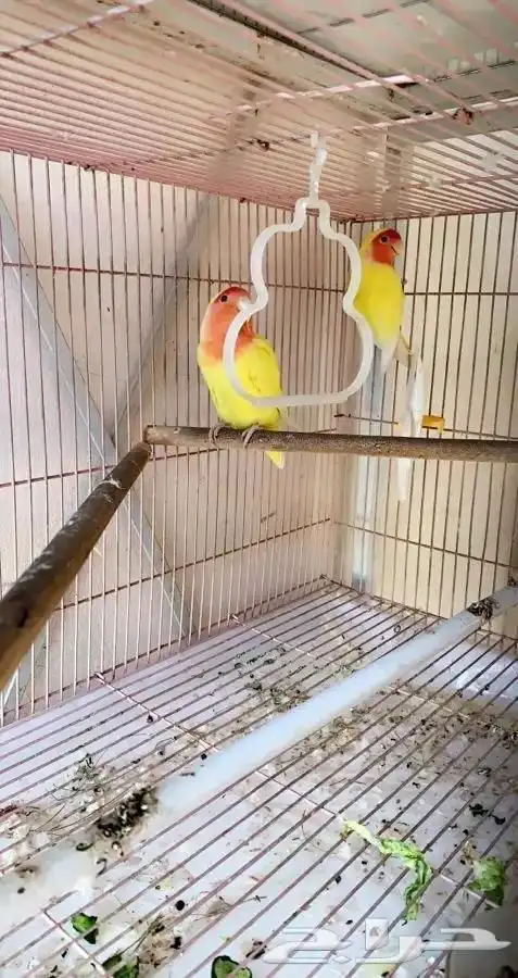 زوج روز لاتينو 0