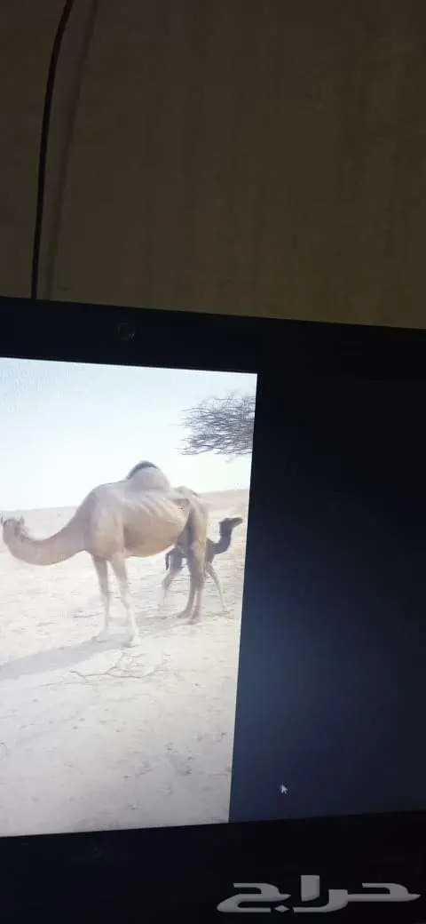 ناقة خلفة للبيع بالقنفذة 1